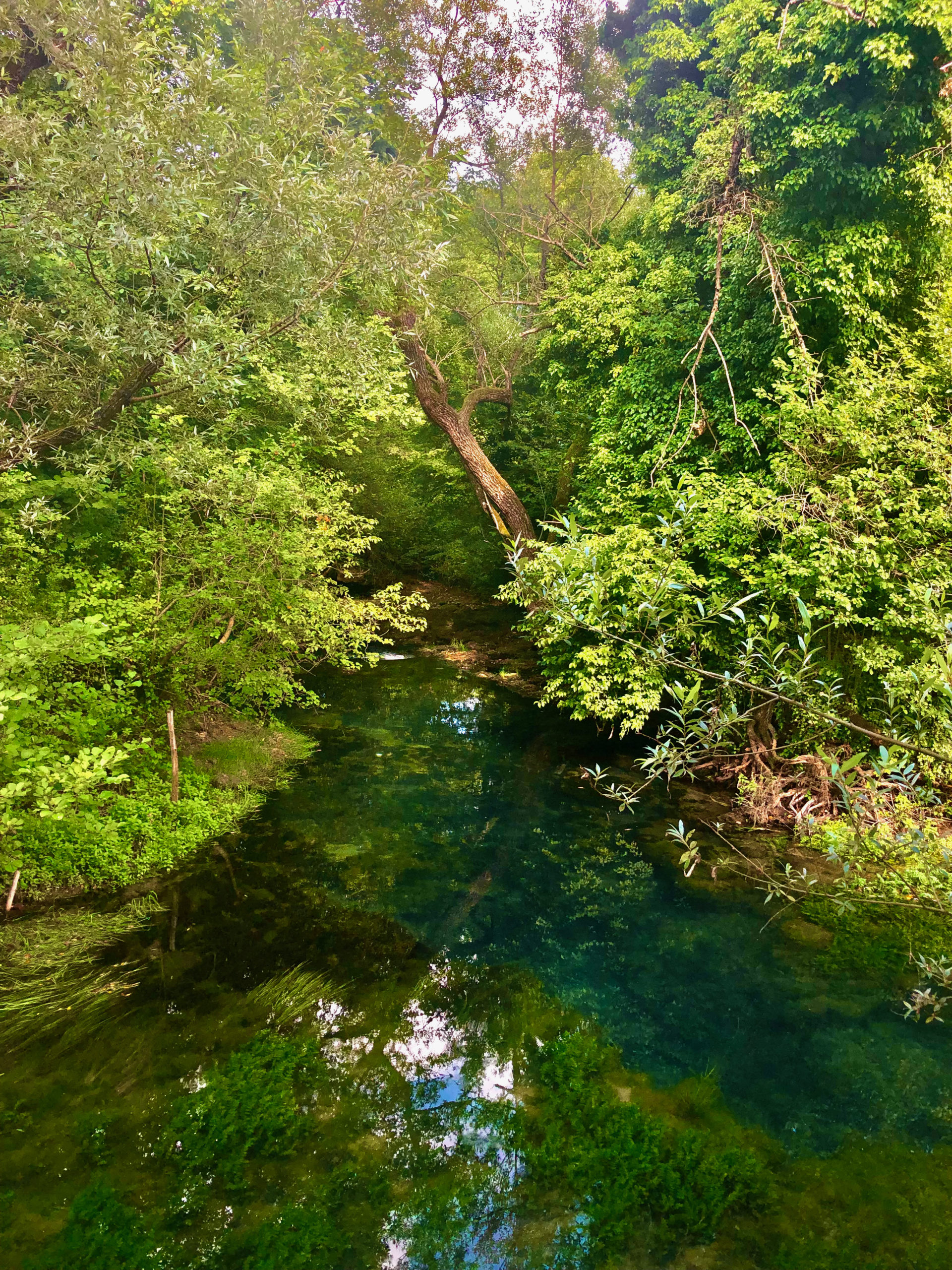 Paysage naturel de montagne et de forêt